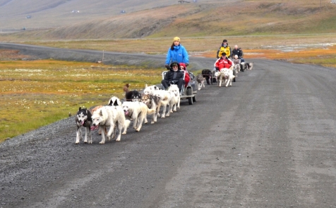 Husky Wagon In The Arctic wilderness