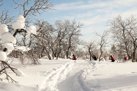 Fairy-Tale Snow-Clad Landscape