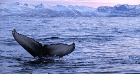 Search For Humpback &amp; Killer Whales 