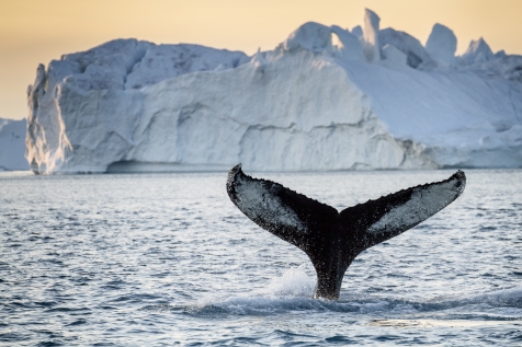 Whale Watching In West Greenland