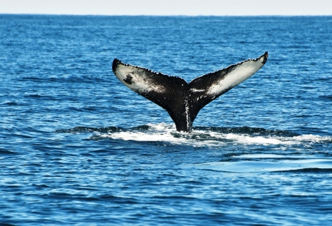 The Mighty Humpback Whale Near Husavik 
