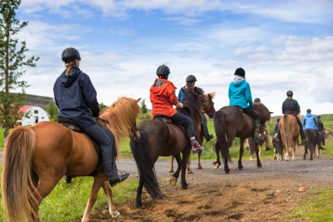 Get Acquainted With Your  Icelandic Horse 