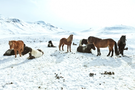Take A Horse Trek Around The Icelandic Landscape