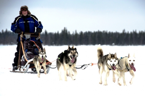 An Unforgettable Dog Sledding Experience  