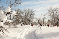 Winter Landscape At Jarvi Lodge 