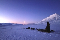 Dog Sledding Spitsbergen