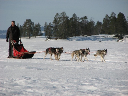 Drive Your Own Dog Sled 