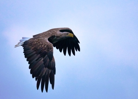 White-Tailed Sea Eagle