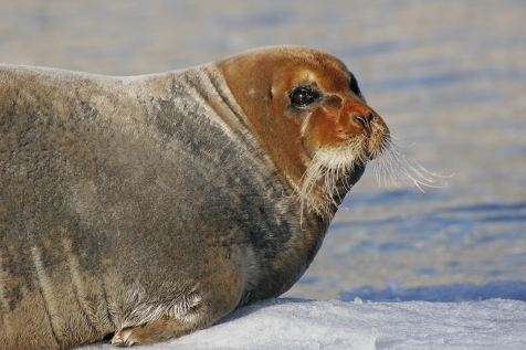 A Bearded Seal