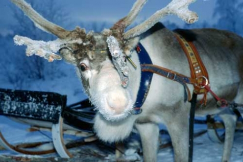 Santas Reindeer