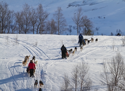 Mush Your Own Team Of Dogs!