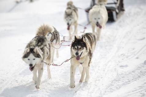 Inari Polar Night Adventure
