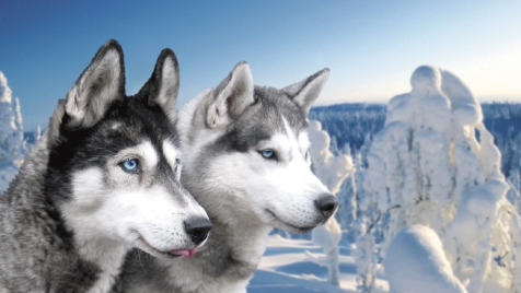 Nangu Aurora and Husky Experience