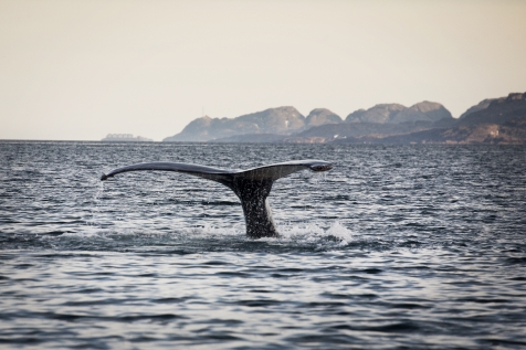Humpback Whales