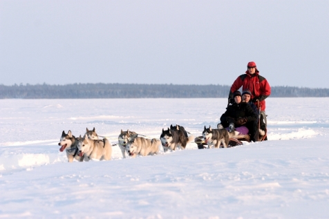 Mush Your Own Team Of Dogs 