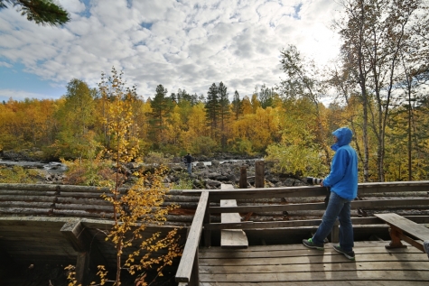 A Hike In The Forest