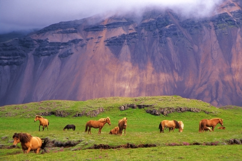 Icelandic Horses