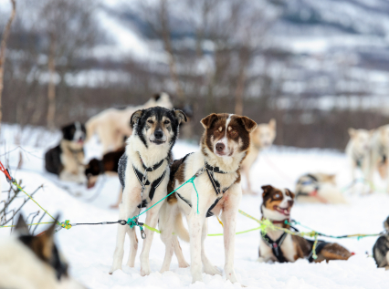Husky Sledding
