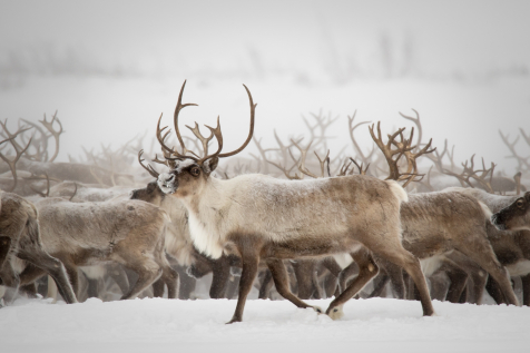 Reindeer Swedish Lapland