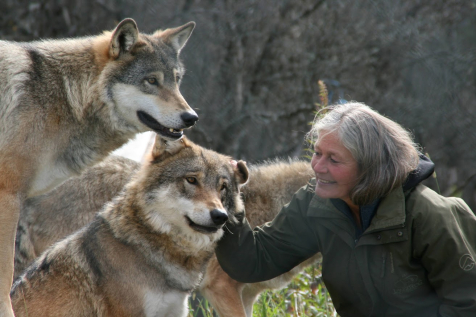 A Unique Encounter With Wolves