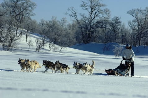 Join An Alaskan Husky Tour In Roros