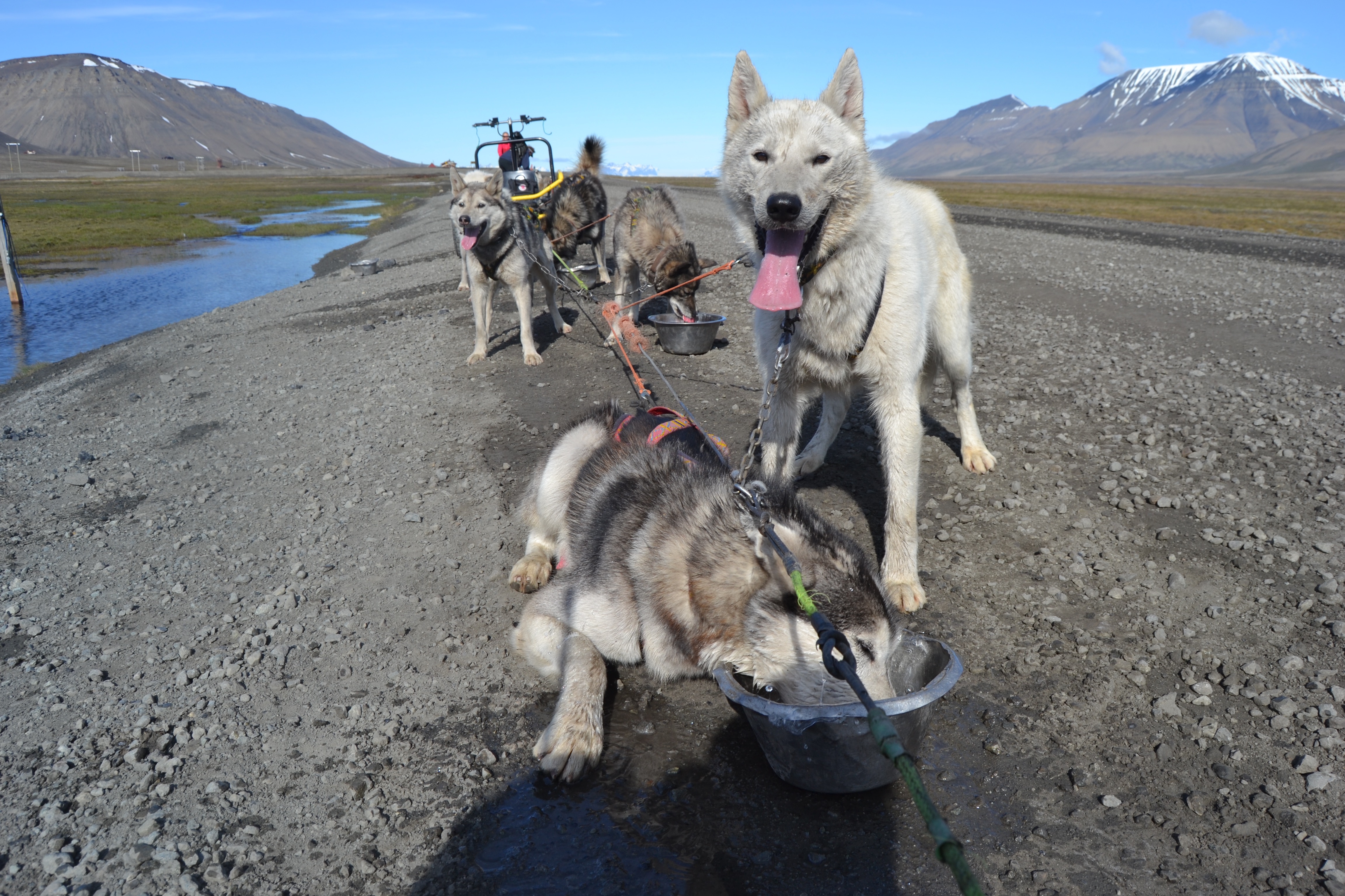 Huskies - Longyearbyen 