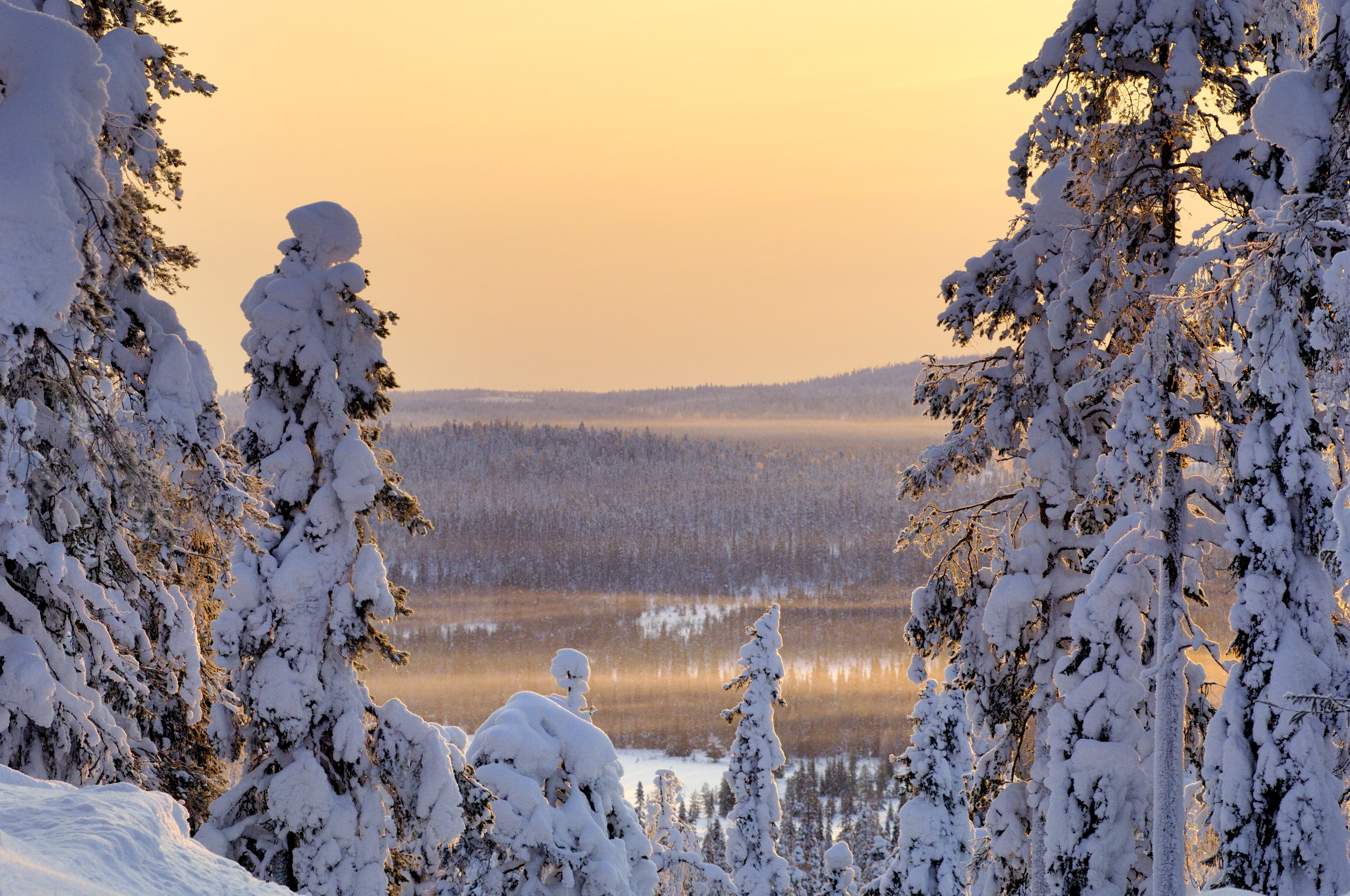 Зима в карелии. Снежный лес Карелия. Карелия зимой. Снежная природа Карелии. Сказочный зимний лес.