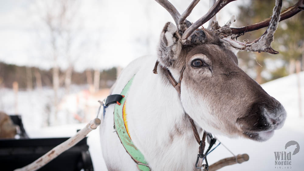 Reindeer Safari Rovaniemi