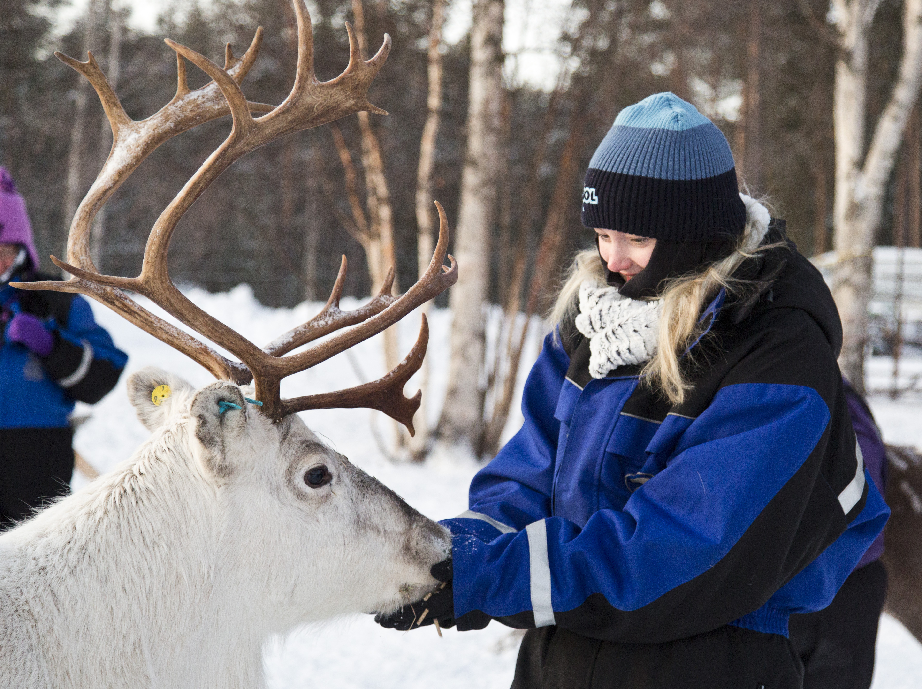 Feeding the reindeer