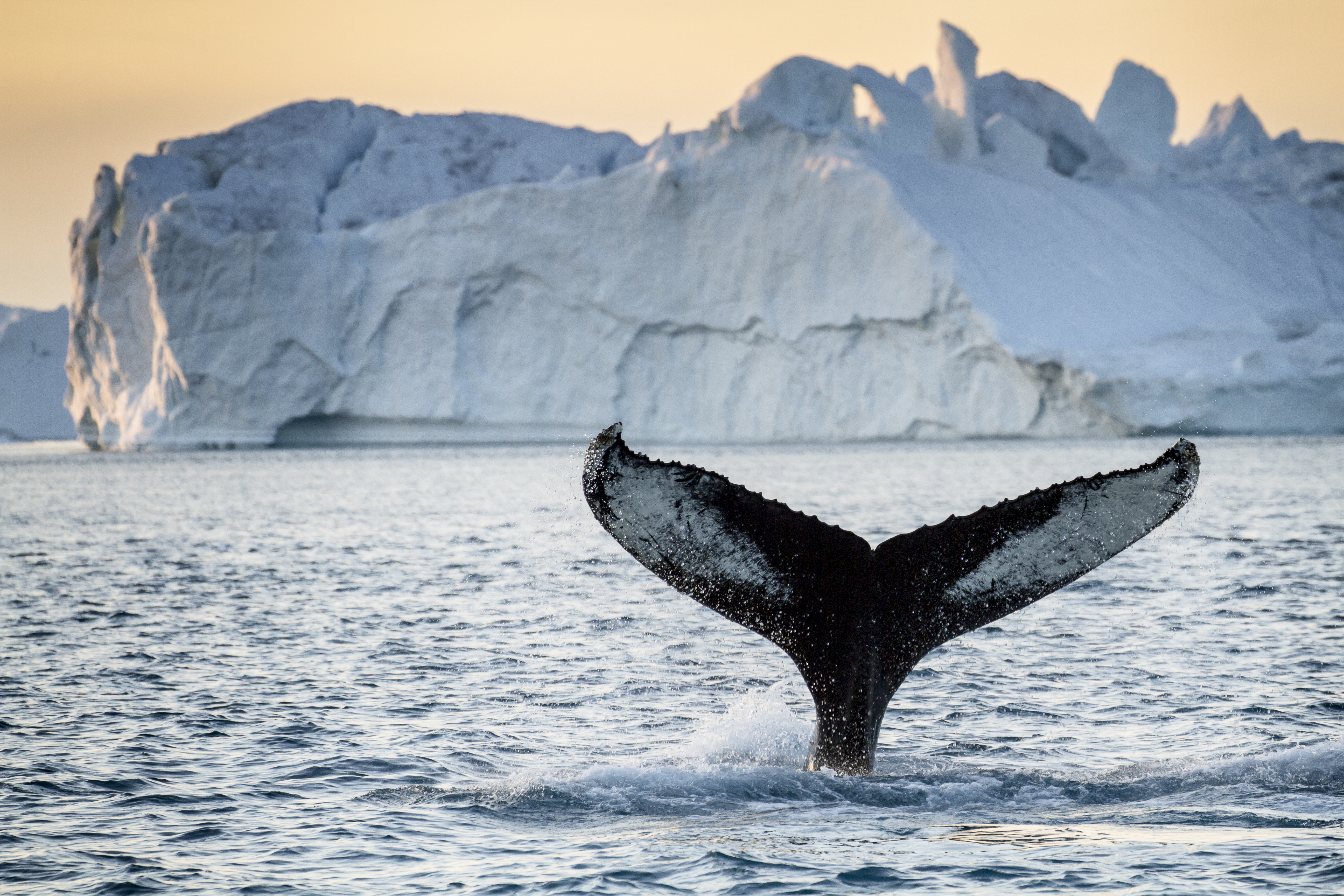 Whale Watching In Disko Bay 