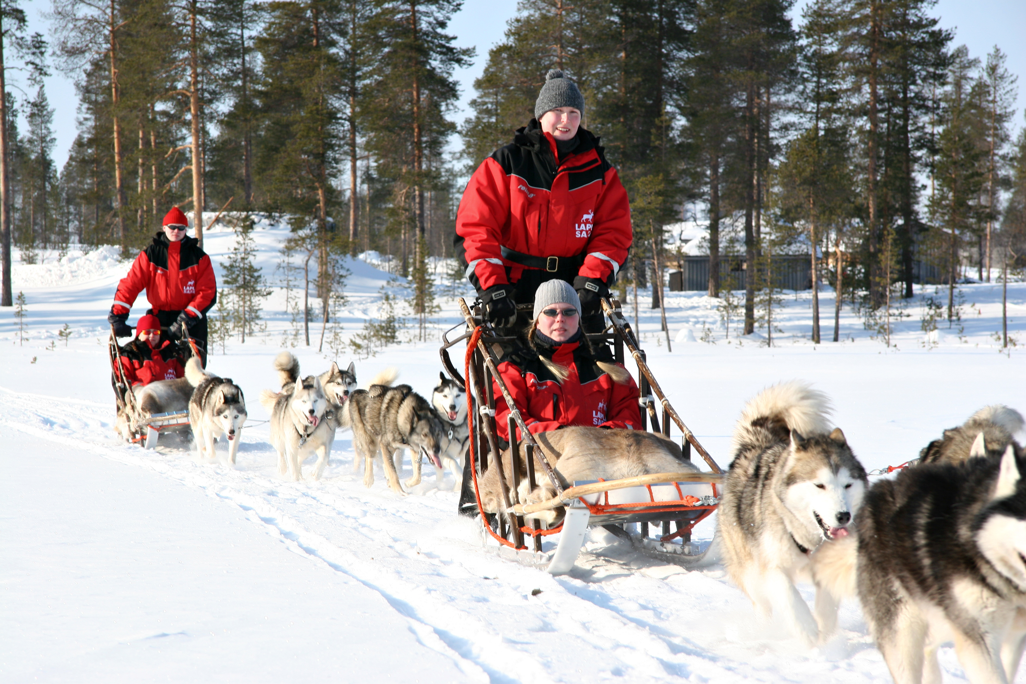 Dog Sledding Rovaniemi 