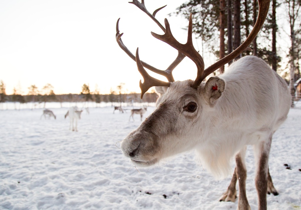 Reindeer Safari | Nordic Experience